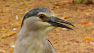 Black Crowned night heron Bird in Crocodile Yard  Zoological Park [upl. by Cela759]