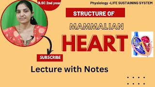 Structure of Mammalian Heart BSc 2nd yearPhysiology of Heartstructure of Human Heartheart [upl. by Akinas]