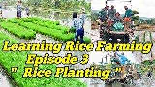 Rice Planting in Philippines  How to use Mechanical Rice Transplanter riding type [upl. by Birch]