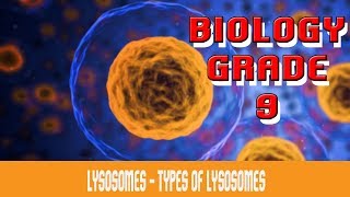 The Cell  Lysosomes  Introduction  Types  Functions  Are They Present In Plant Cells  Part 20 [upl. by Anavoj]