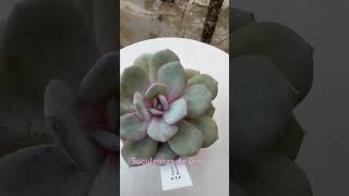 ECHEVERIA Matcha Cake echeveria jardin suculentas [upl. by Scharff]