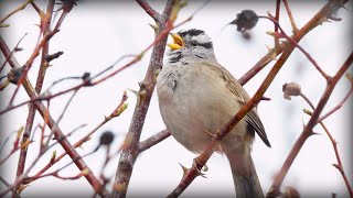 Whitecrowned Sparrow Zonotrichia leucophrys [upl. by Laenahtan688]