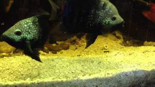 texas cichlid parents protecting baby fry 2 [upl. by Neall]