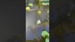 Anachariselodea flower closeup nature guppyfish animals flower pond [upl. by Guttery]