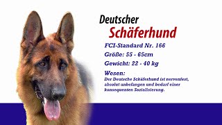 Meister PETz TV  Deutscher Schäferhund [upl. by Dorothi]