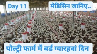 Day 11 in Broiler Poultry Farming  Broiler Chicken Farming [upl. by Joshuah755]