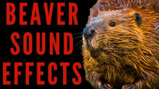 BEAVER SOUND EFFECTS What Does A Beaver Sound Like  Maktubytv [upl. by Eirehs]