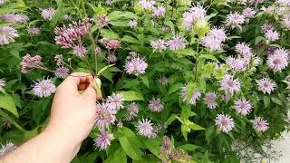 Pollinator Garden Tour  July 22 2021 Peterborough Ontario [upl. by Salot]