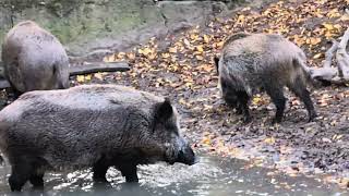 Wildschwein Geräusche Wild boar sounds [upl. by Kipp]