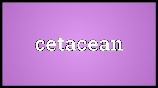 Cetacean Meaning [upl. by Ferullo872]