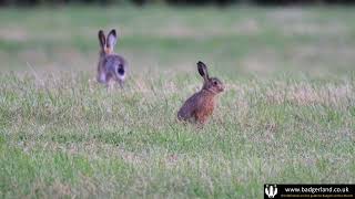 European Brown Hares running around in a field but what is actually going on here [upl. by Llekcm956]