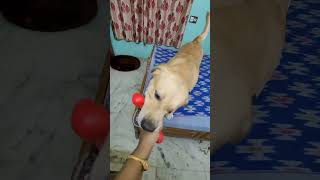 Coco kitna darata hai🥰🤣coco doglover labrador dogowner dog love petowner cute pets animals [upl. by Ard]