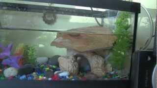 Turtle Aquaterrarium HD 2012  Pitbull  Oye Oye [upl. by Offen]