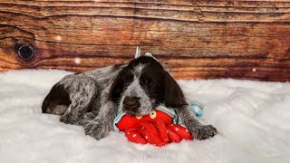 Meet the Wirehaired Pointing Griffon A Loyal amp Intelligent Companion [upl. by Eslehc301]