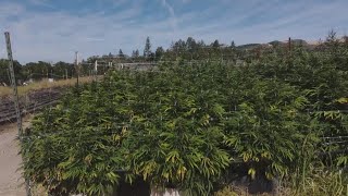 Harvesting a bumper crop of cannabis this fall in Sonoma County [upl. by Anitel]