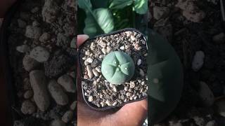 Lophophora Fricii lophophora [upl. by Sheila374]