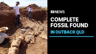 Australias first complete plesiosaur fossil discovered in outback Queensland  ABC News [upl. by Behah]