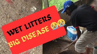 HOW I AVOID DISEASES ON MY CHICKEN FARM chicken [upl. by Eaner]