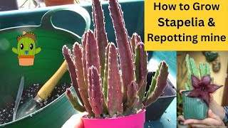 How To Grow Stapelia amp Repotting mine cactusandsucculents [upl. by Tiga]