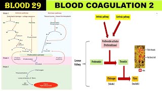 Blood 29 Clotting Cascade  Blood Coagulation  Intrinsic amp Extrinsic Pathway  Common Pathway [upl. by Ettelocin945]