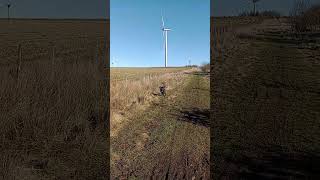 windmills thorn road carluke walk with kairo 👍🌲 [upl. by Armat]