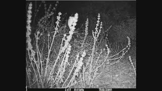 Deer Mouse Harvests Seeds August 2024 [upl. by Pacifica]