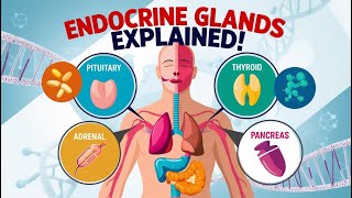 Endocrine Gland Explanation  Science Class 10th [upl. by Pogah]