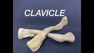 CLAVICLE  GENERAL FEATURES AND ATTACHMENTS [upl. by Philine991]