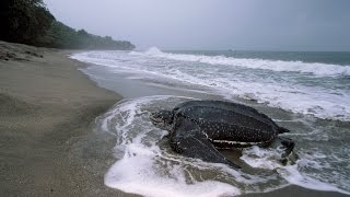 Summary Costa Rica leatherback turtle expedition former expedition long version [upl. by Bearce]