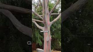 Rainbow Eucalyptus Tree Succulentqueenvira [upl. by Rotsen]