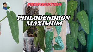 Philodendron maximum propagation with 3month updates [upl. by Mayworm]