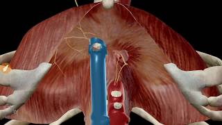 Les orifices du diaphragme [upl. by Earal]