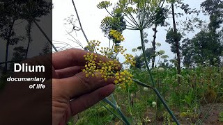 Fennel Foeniculum vulgare [upl. by Lerat]