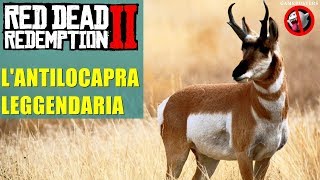 Lantilocapra leggendaria in Red Dead Redemption 2 [upl. by Shaper]