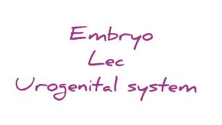 Embryo lec  urogenital system [upl. by Hett]