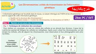 Les chromosomes  unités de transmission de linformation génétique 2bac biof شرح بالداريجة [upl. by Annauqaj]