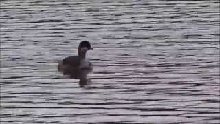 BlackNecked Grebe young  Geoorde Fuut Jong Podiceps Nigricollis [upl. by Ecnerrat]