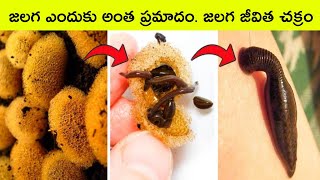 Leech life cycle  jalagalu  facts in Telugu  interesting facts in Telugu  Telugu factsBMC Facts [upl. by Iorio15]