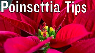 How to care for Poinsettia [upl. by Xed]