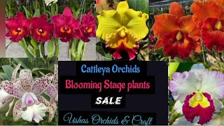 Cattleya Orchids Blooming stage [upl. by Dominik]