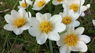 Flore Alpine du MontCenis  la Dryade à 8 pétales la Nymphe des Bois  le Thé des Alpes [upl. by Eldredge]