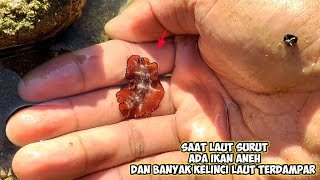 SAAT LAUT SURUT BANYAK KELINCI LAUT TERDAMPAR DAN ADA IKAN ANEH INI [upl. by Aibonez]