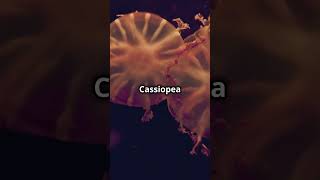 Cassiopea Andromeda The UpsideDown Jellyfish [upl. by Jahn]