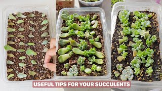 Grow Your Succulents Like a PRO 多肉植物  다육이들  Suculentas [upl. by Genia250]