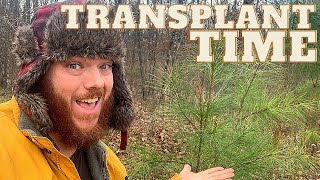 How To TRANSPLANT Pine Trees Do It NOW [upl. by Noynek]