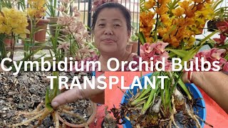 How to Repotting Plant Cymbidium Orchid from Bulbs  Potting Mix Fertilizing amp All Care In NEPALI [upl. by Tadashi573]