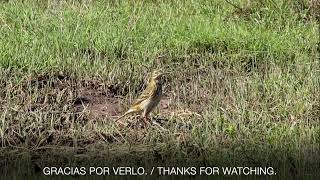 BISBITA PRATENSE  MEADOW PIPIT [upl. by Eiryt]