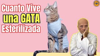 ❤️‍🩹 ¿CUANTO VIVE UNA GATA ESTERILIZADA ❤️‍🩹 [upl. by Aire]