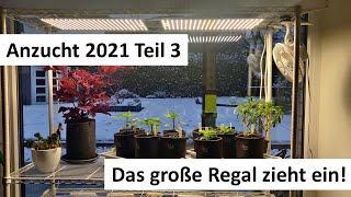 Stand der Anzucht Teil 3  Das Regal zieht ein [upl. by Airenahs591]