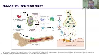 Novel Approaches in MG Clinical Management Batoclimab Phase III Trial Induction Maintenance Design [upl. by Zerat]